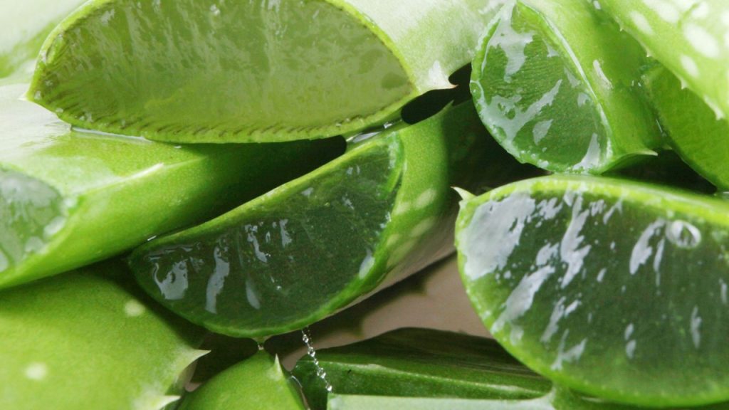Aloe vera bitkisinin en geniş kullanım alanı hangisinin bakımı ve tedavisi içindir?