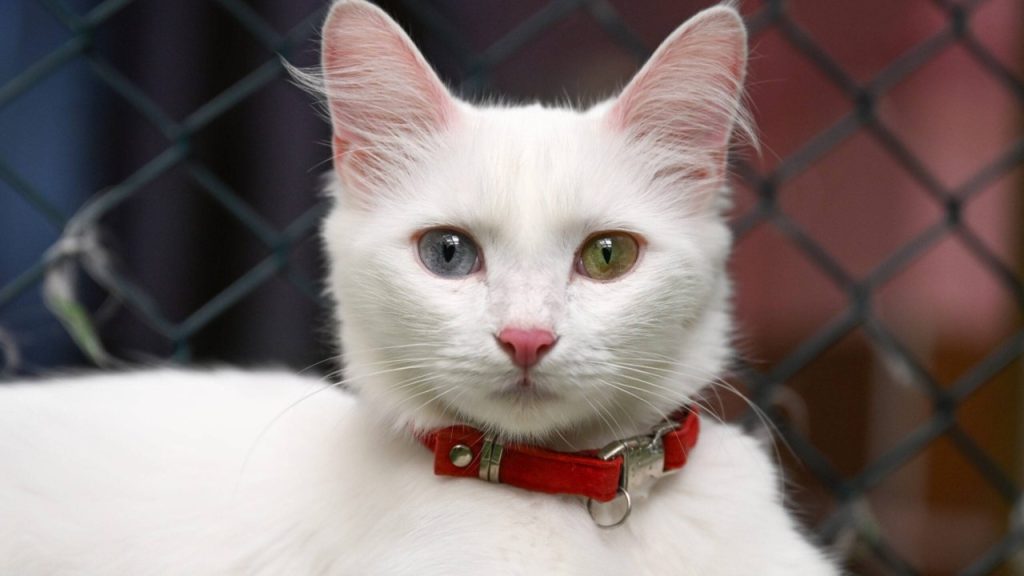 Bir gözü mavi diğer gözü yeşil olan kedi türü hangi ilimizin adıyla anılır?
