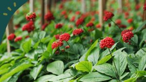 Bitkinlik ve yorgunluğu atmak için genel bir kullanımı olan bitki hangisidir?