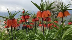 Endemik bir bitki olan ters lale hangi ilde yetişmez?