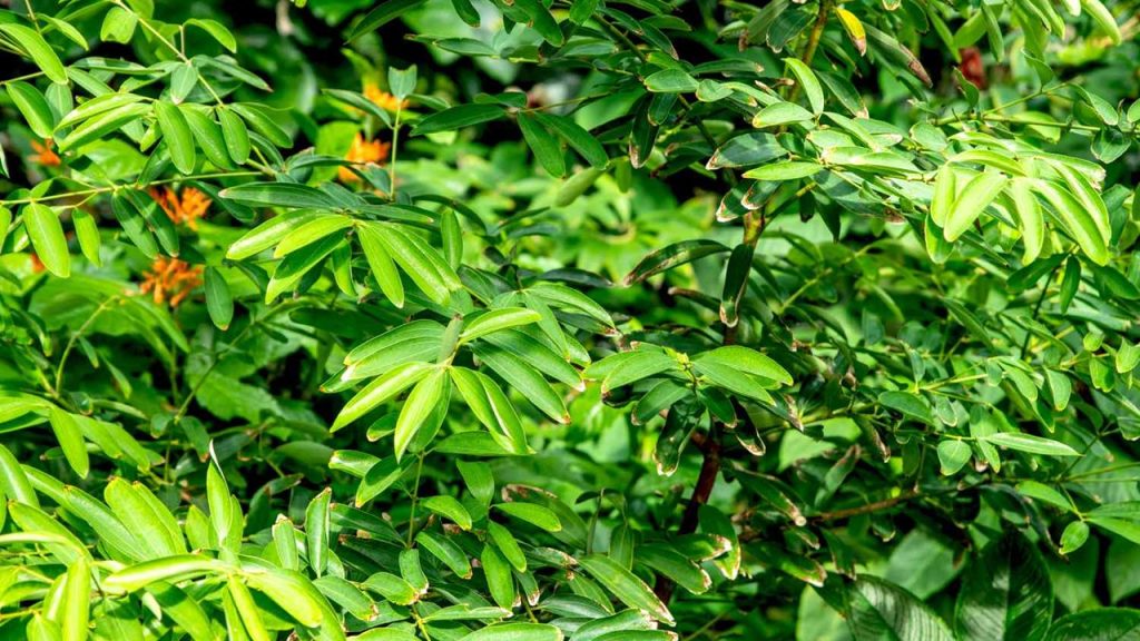 Genellikle yemeklerde ve tatlılarda lezzet amaçlı kullanılan şifalı bitki hangisidir?