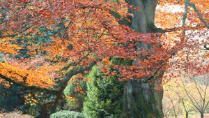 Hangi ağacın kabuğu siğilleri yok etmede kullanılır?