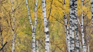 Hangisi hem süs bitkisi hem de şifalı bir bitkidir?