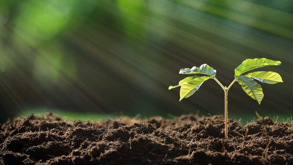 Işık enerjisinin, kimyasal enerjiye dönüşmesini sağlayan olay hangisidir?