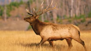 Kuzey Avrupa’da yaşayan, geniş dallı boynuzları olan, iri bir tür geyik