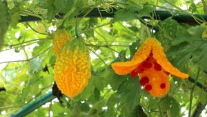 Meyveleri çok acı olduğu için genellikle zeytinyağında bekletilerek yahut balla tüketilen bitki hangisidir?