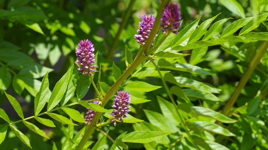 Tıbbi kullanımı yaygın olan, köklerinden kola ve şerbet üretilen bitki hangisidir?