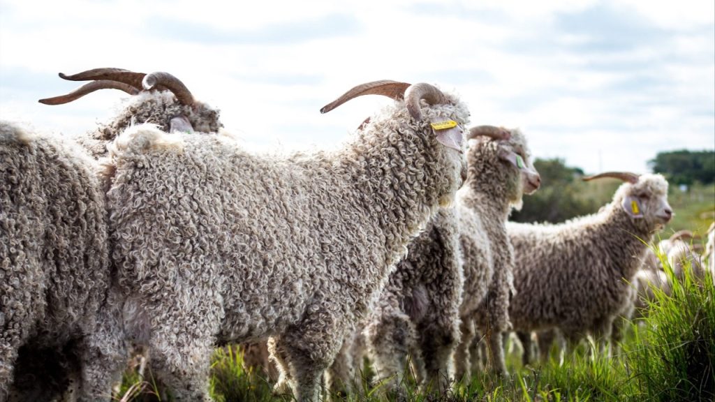 Tiftiği tekstilde kullanıldığı gibi peruk ve oyuncak yapımında da kullanılan keçi türü hangi ilimizle özdeşleşmiştir?