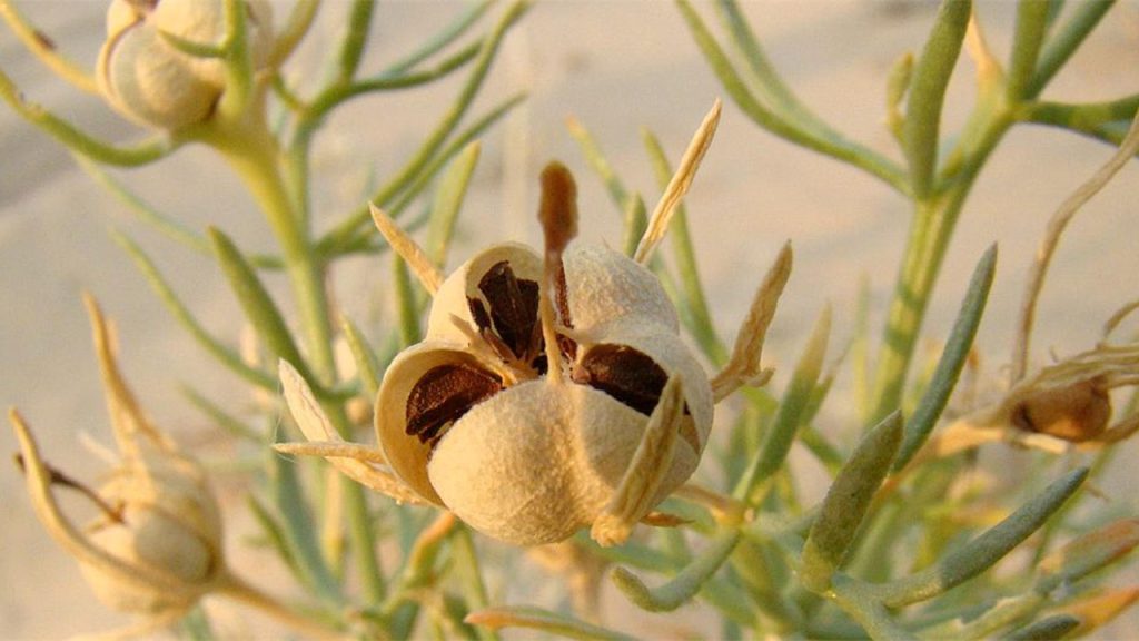Tütsülendiğinde nazara iyi geldiğine inanılan, solunum yollarını açıcı etkisi olan ot hangisidir?