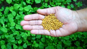 Vücutta kalıcı bir koku bırakmasıyla bilinen şifalı ot hangisidir?