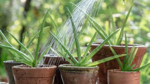 Yatmadan önce yüze aloe vera sürmek neye yarar?