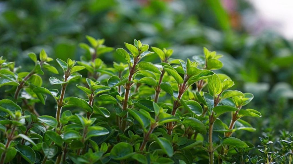 Yemeklerde de kullanılan ve kuvvetli bir yatıştırıcı olan bitki hangisidir?