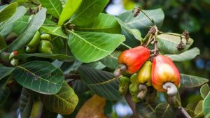 Ana vatanı Brezilya olup bugün Ekvator hattındaki coğrafyalarda üretilen yemiş hangisidir?