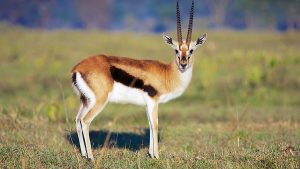 Diğer adları ahu ve gazal olan hayvan hangisidir?