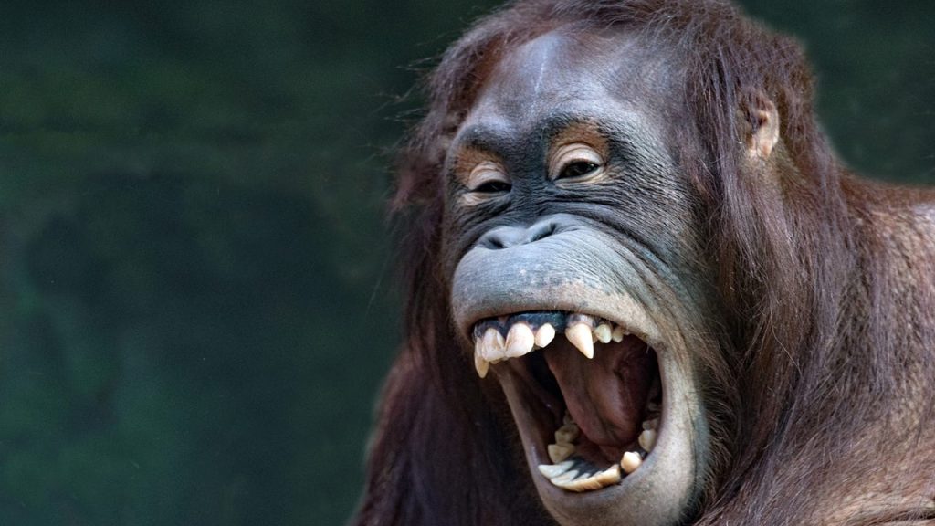 Güldürürken mesaj verme amacındaki halk edebiyatı türü hangisidir?