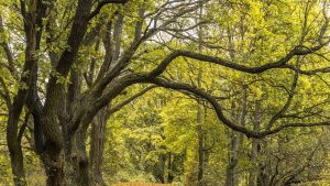 Hangisi branş kelimesinin Fransızcadaki anlamlarından biridir?