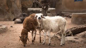 Hangisi kurbanlık olarak nitelenen hayvanlardan biri değildir?