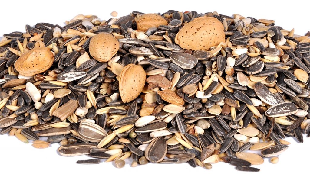 Hangisinin daha kısa ve tombul cinsleri papağan veya kuş yemi olarak kullanılmaktadır?