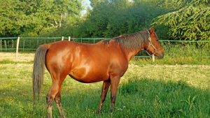 Kısrak ne demektir?