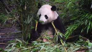 Pandalar daha ziyade hangi ağacın filiz ve yaprağıyla beslenirler?