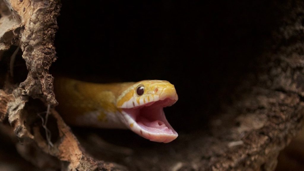 Tatlı dil yılanı deliğinden çıkarır anlamı