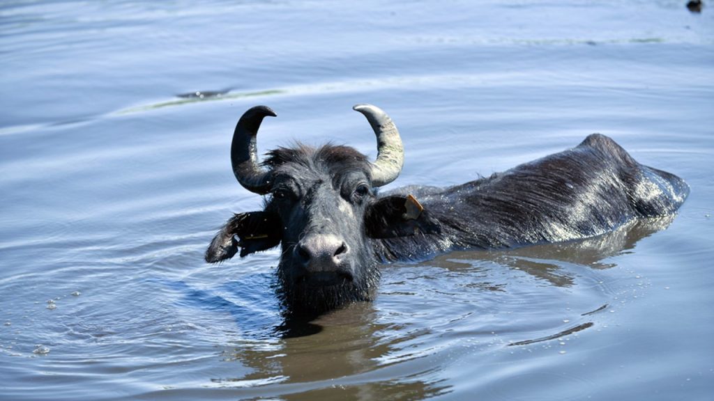 Türkçede camız, kömüş ve dombay isimleriyle de adlandırılan sığır cinsi nedir?