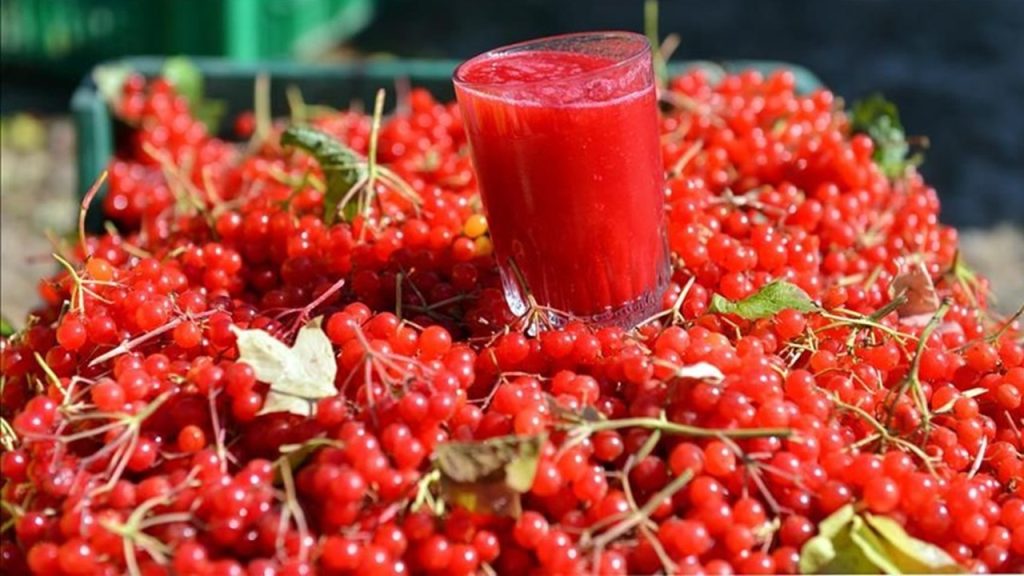 Gençlik iksiri olarak da bilinen gilaburu şerbeti hangi yöremize ait bir içecektir?