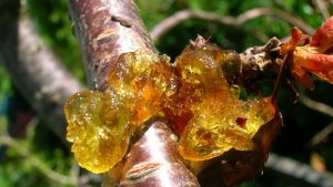 Hangisi erik, kayısı gibi ağaçlardan sızan yapışkan maddedir?