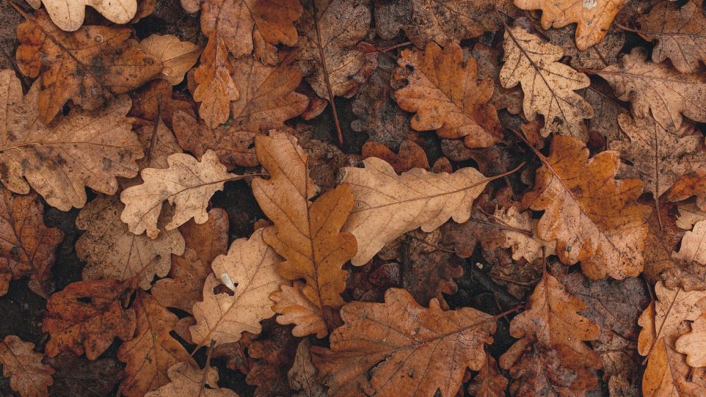 Kahverengine mi, kahverengiye mi?