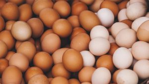 Kanatlı hayvanların çoğalmasını sağlayan, kabuklu besin maddesi hangisidir?