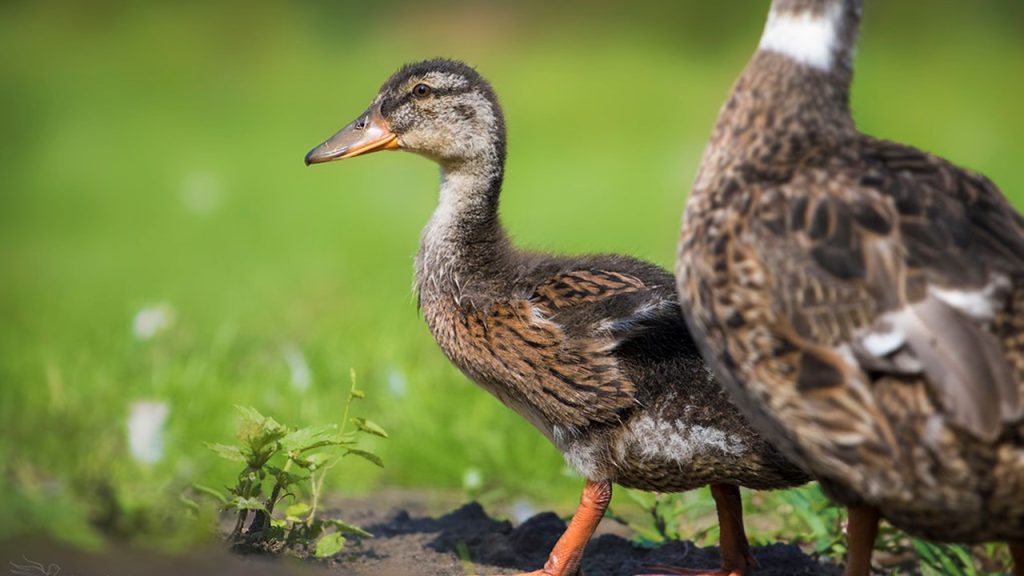 Kaz, ördek, güvercin gibi bazı kuş yavrularının civcivlikten sonraki haline ne ad verilir?