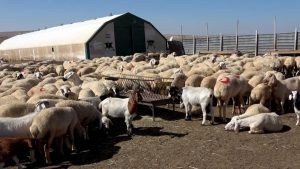 Küçükbaş hayvanların barındığı çit veya duvarla çevrili yere ne ad verilir?