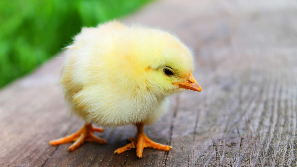 Kümes hayvanlarının yumurtadan yeni çıkmış yavrusuna ne ad verilir?