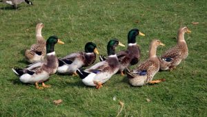 Paytak yürüyüşü ile bilinen kuş hangisidir?