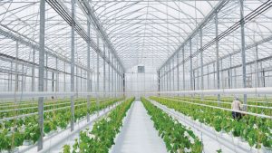 Sebze ve meyvelerin yetiştirildiği cam veya naylonla kaplı yere ne ad verilir?