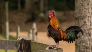 Tavuğun erkeği olan kümes hayvanı hangisidir?