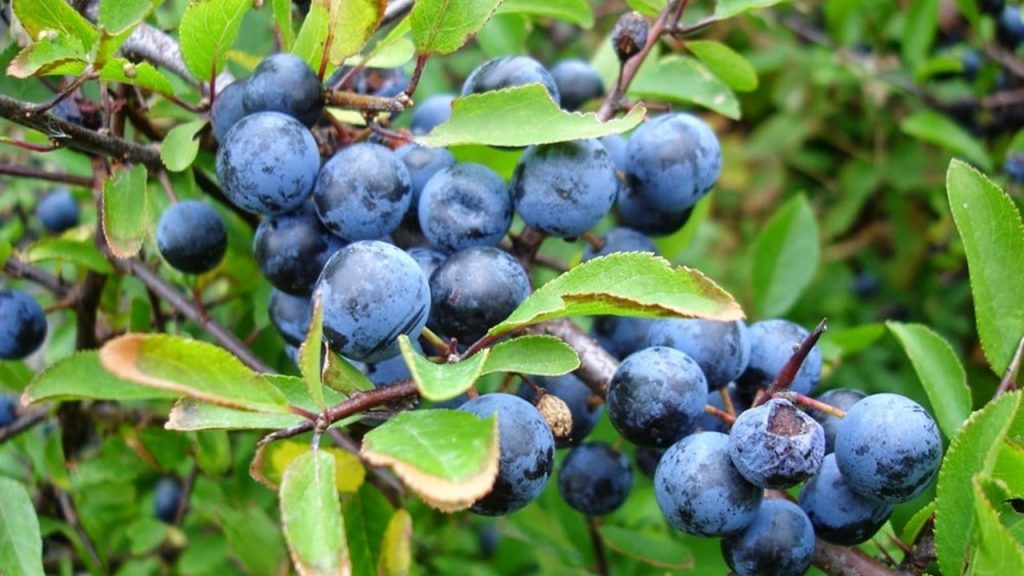 Trakya’da yetişen bir erik cinsinden yapılan meyve suyunun adı nedir?