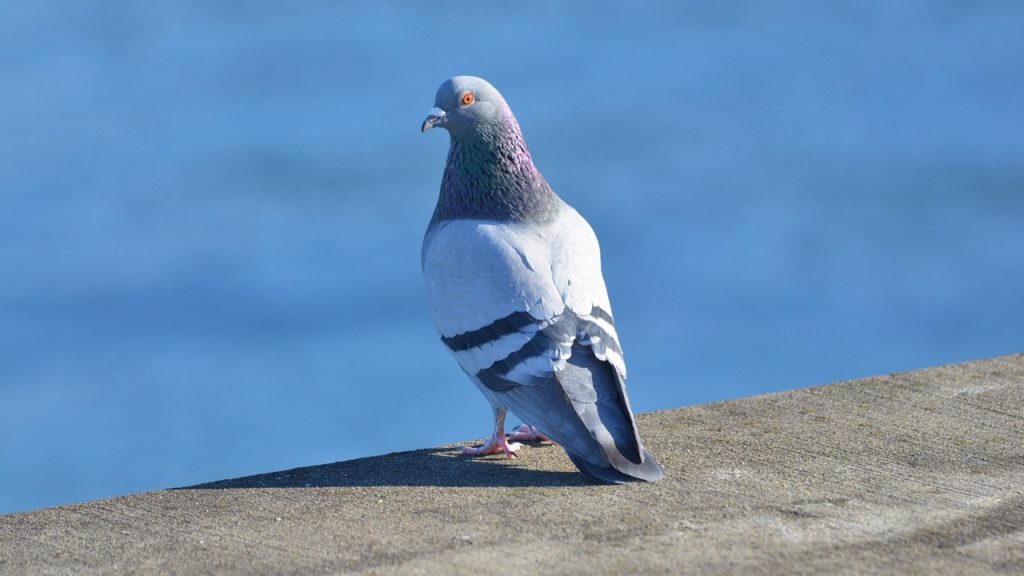 Uçarken taklalar atabilen kuş türü hangisidir?