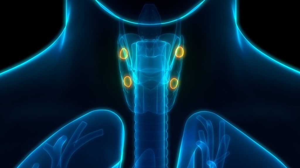 Aşağıdaki bezlerden hangisini hipofiz denetlemez?