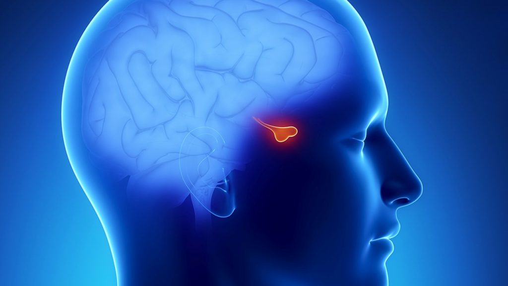 Aşağıdaki hormonlarla ilgili olarak verilenlerden hangisi yanlıştır?