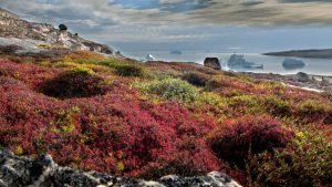 Aşağıdakilerden hangisi Türkiye’nin 36°-42° kuzey paralelleri arasında yer almasının sağladığı doğal unsurlarından biri olabilir?