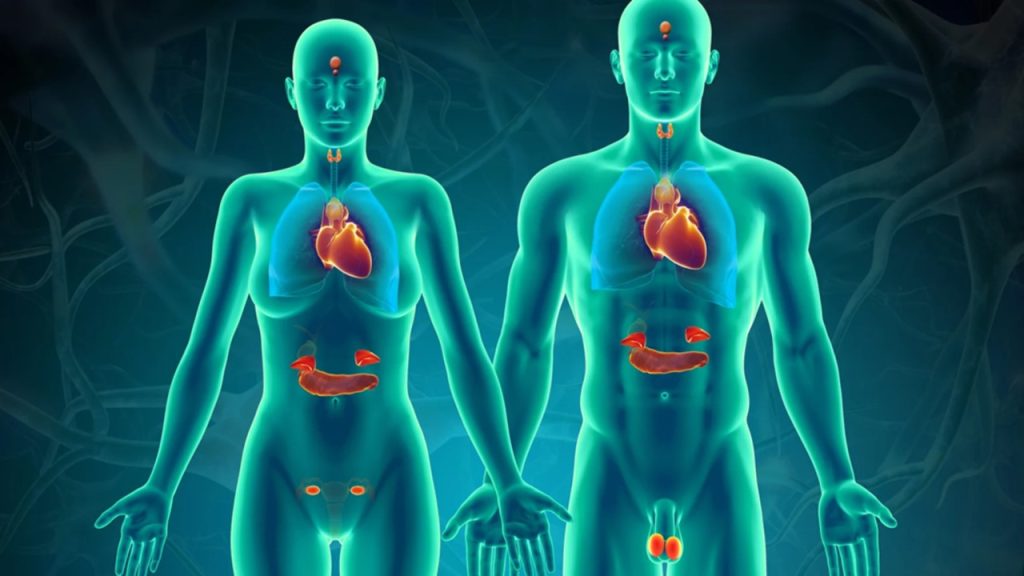 Beyin hücrelerimiz hariç, yukarıda verilen hormonlardan hangilerinin tüm vücut hücrelerimizde reseptörü bulunur?