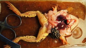 Beyin yarım küreleri (uç beyni) çıkarılan bir kurbağada olaylarından hangileri gözlenebilir?