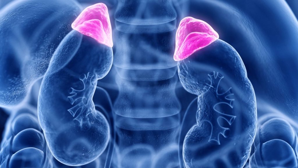 Eksikliği deride pigmentleşmeye ve tunç görünümünün ortaya çıkmasına (addison hastalığına) sebep olan hormon ile ilgili aşağıdaki ifadelerden hangisi yanlıştır?