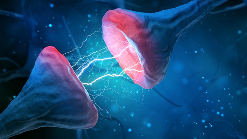 Sinaptik boşlukta tespit edilen nörotransmitter madde için yargılarından hangileri kesinlikle doğrudur?