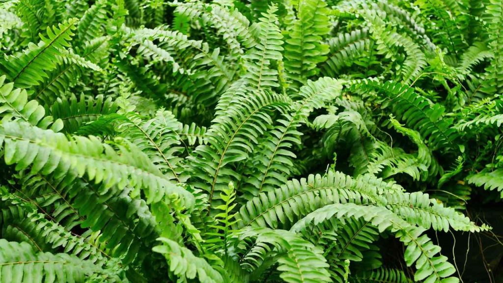 Aynı zamanda bir ot adı olan salon bitkisi hangisi olabilir?