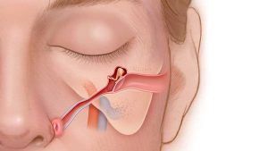 Bir insanın kulağına ait aşağıdaki yapılardan hangisi iç kulakta yer alamaz?