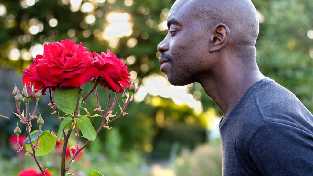Bireyin gülün kokusunu algılaması sürecinde olaylarının gerçekleşme sırası aşağıdakilerden hangisinde doğru olarak verilmiştir?