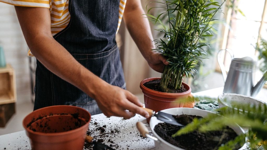 Bitkilerde saksı değiştirmeye ne ad verilir?