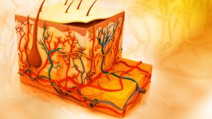 Biyoloji Konu Anlatımı – Duyu Organları (Deri) Konu Anlatımı